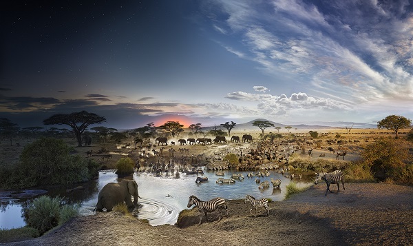 Photographie animalière dans les plaines du serengeti. Stephen Wilkes a pris en photo des animaux qui se regroupent autour d'une point d'eau.